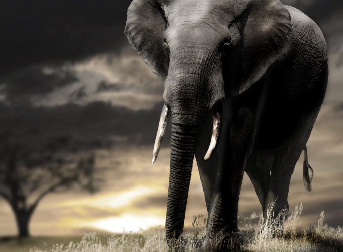 Wallpaper Elephant, sunset, savanna, clouds, Animals 4300914927